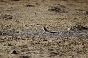 small bird in the wild in the forest