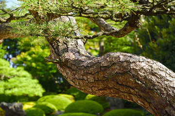初夏の日本庭園