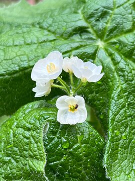 サンカヨウ の画像 107 件の Stock 写真 ベクターおよびビデオ Adobe Stock