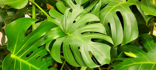 Fototapeta premium planta tropical 