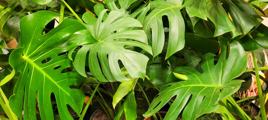 planta tropical 