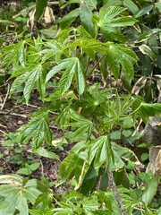 上高地 ハリギリ 山菜 長野県