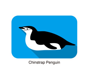 gentoo chinstrap penguin lie on the ground