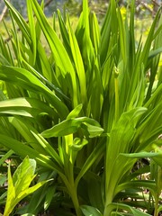 上高地 カンゾウ 山菜 長野県