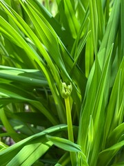 Fototapeta premium 上高地 カンゾウ 山菜 長野県