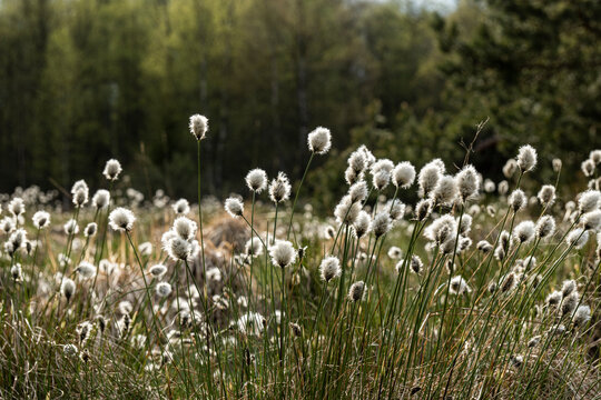Wollgras im Schwarzen Moor/Rh&ouml;n