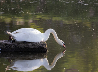 Swan on the lake, nature of Ukraine