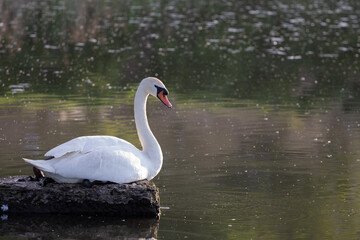 Fototapeta premium Swan on the lake, nature of Ukraine
