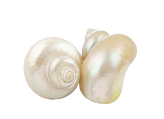 Two pearl snail seashells isolated on white background