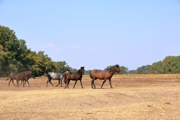 Fototapeta na wymiar Wild horses in Letea forest from Danube Delta in Romania