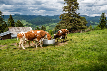 Cows drinking water in farm located in Pieniny Mountains, Poland