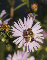 bee on a flower