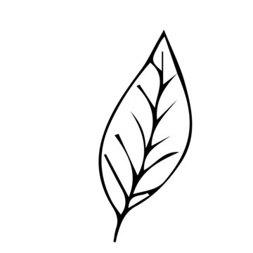 recommend clip art: Floral plant, branch in doodle style isolated on white background. Elegant design decoration, element. 