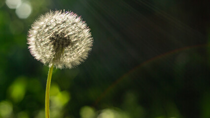 dandelion in sunlight on a green background