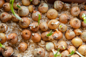 Green young onion planted in a container in sunlight on a windowsill. Fresh sprouts of bulb seedlings sprinkled with sawdust, home vegetable garden.Concept of vitamins and healthy lifestyle