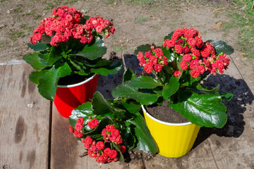Fototapeta na wymiar Transplanting a houseplant blooming red Kalanchoe into a pot on a wooden table in the garden.