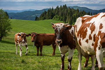 Fototapeta na wymiar Cow grazing on green pasture meadow in Pieniny Mountains in Poland at spring