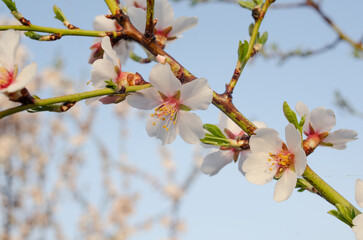 Pink almond flowers bloomed in the orchard against the blue sky. Close-up horizontal spring photo