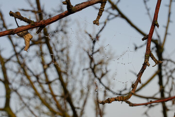 Cobwebs on the branches at dawn, dew drops on the threads against the background of a clear blue sky