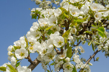White flowers of a pear tree close-up with selective focus. Beautiful spring blooming background