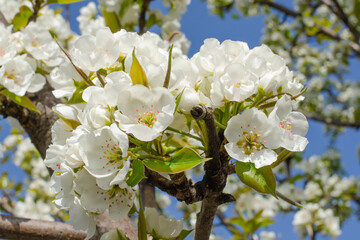 White flowers of a pear tree close-up with selective focus. Beautiful spring blooming background