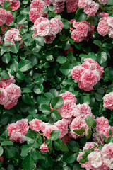 Fototapeta premium Olympic park rose garden in Seoul, Korea