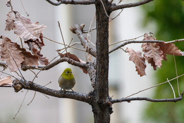 メジロが木にとまる