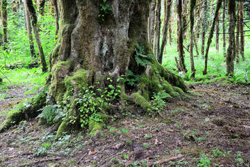 Mysterious Abkhazian forest at the Kodori gorge