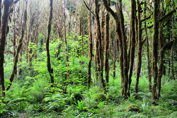 Mysterious Abkhazian forest at the Kodori gorge