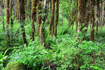 Obraz premium Mysterious Abkhazian forest at the Kodori gorge