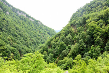 Kodori gorge, Abkhazia. Fresh green colors, spring season