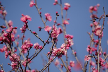 青空と紅梅