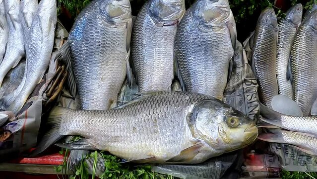 Fish shop or stall different river fish on table 4k high resolution video
