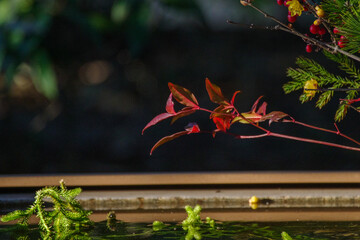東京赤坂にある氷川神社の手水舎に飾られた生け花