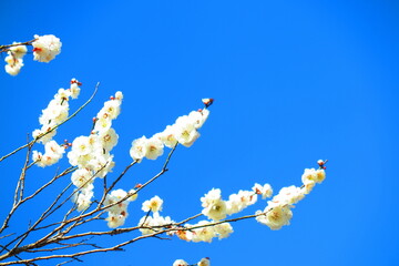 春の快晴の青空と満開の白梅の風景1