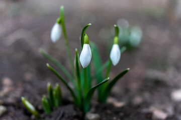 Symbol of spring awakening. The first spring flowers of snowdrops
