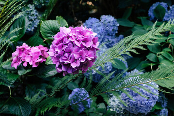 Beautiful fresh purple hydrangea flower in full bloom in the garden, close up. Blooming summer flowering plants, dark green leaves background. Copy space.