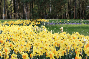 Obraz premium Flower bed with daffodils in city park.
