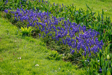 Blue muscari flowers (Grape Hyacinth) in the garden.