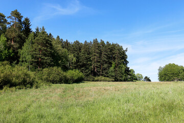 A meadow and the forest in summer.