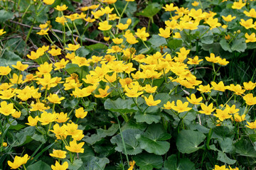 Caltha palustris, known as marsh-marigold and kingcup.