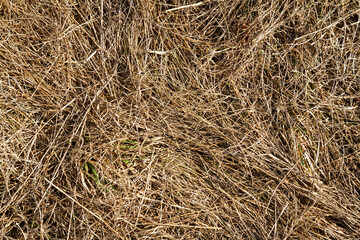 Closeup of old aged dry grass straw texture background