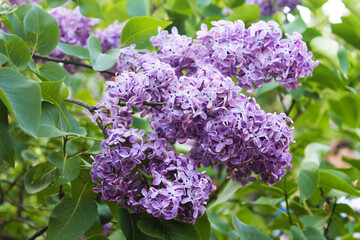 A large bunch of purple lilacs sleeps sweetly on a warm summer day
