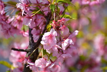 光に照らされた河津桜