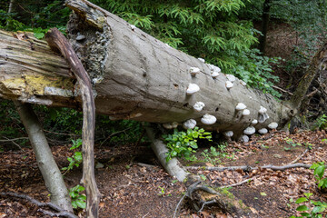 mushrooms in the forest