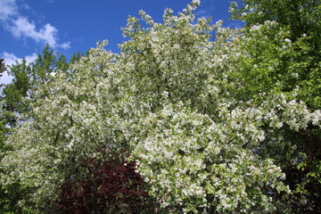 flowers of a tree