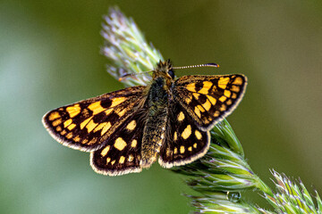 butterfly on a flower