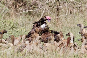 a wake of vultures scavenging