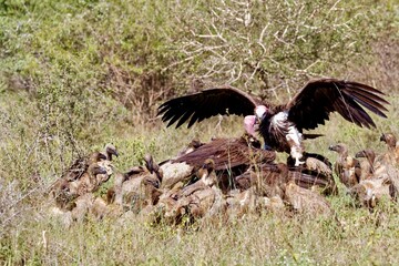 a wake of vultures scavenging