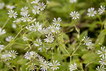 white flowers in the garden